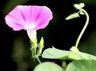 50种浪漫鲜花花语大全