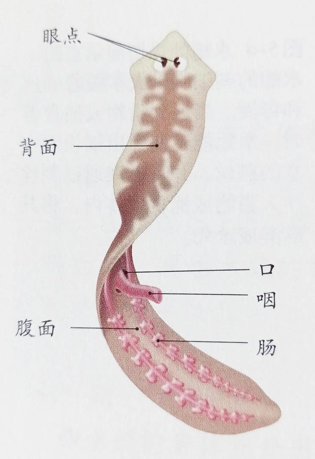 扁形动物