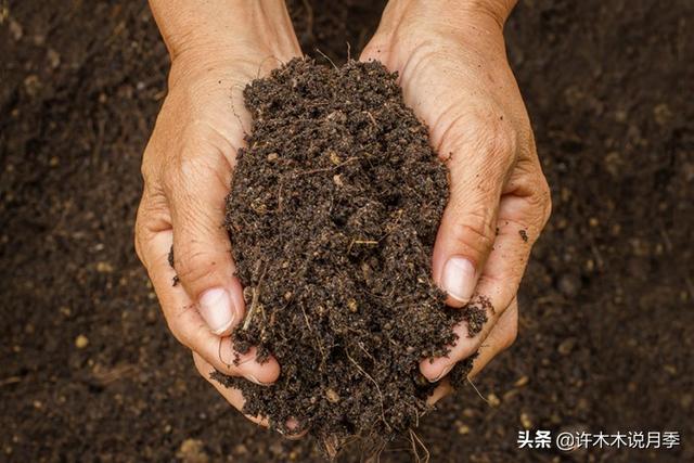 教你清除月季土壤内的虫害。从源头抓起，让月季时刻保持健康3