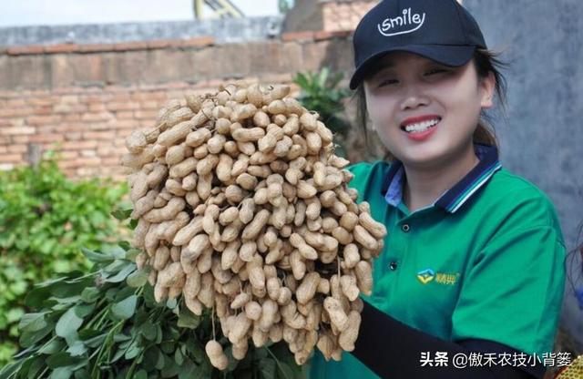 夏季多雨花生容易爆发叶斑病，掌握技巧早防早治确保高产12