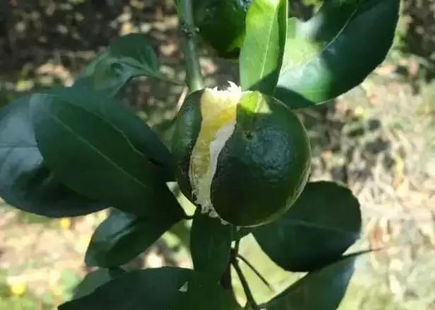 赤霉素在柑橘上如何栽培？幼树控花、膨果期防裂，缓解药害都可用3