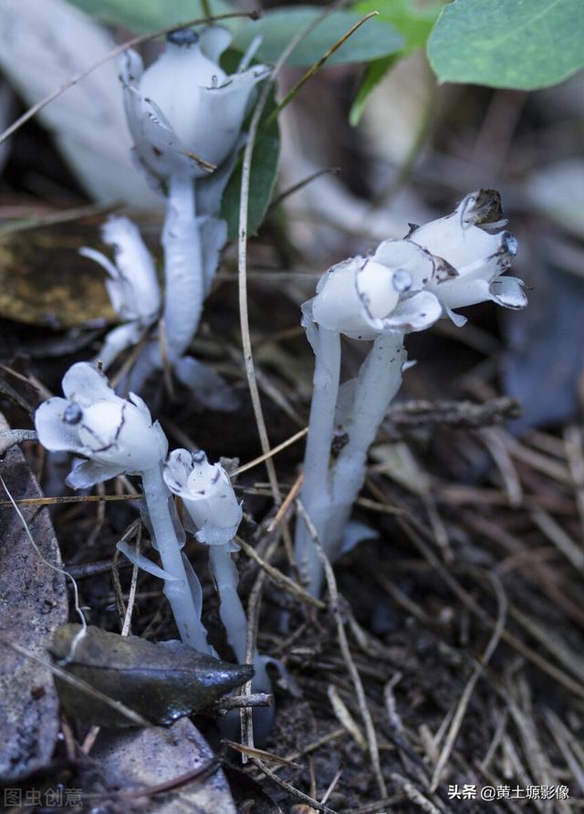 杭州发现罕见幽灵草我国大山里一种罕见的植物被民间称之为幽灵之花看