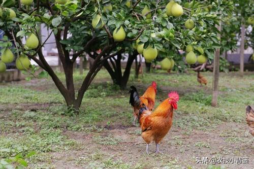 果园内常用的7种除草方法和2种生草方法，你认为哪种效果好？5