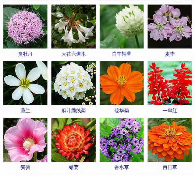 观花植物 观花植物（木本观花植物） 生活