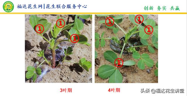 花生苗后除草尤其草疯长该咋处理？看看八大注意事项你能做到几个3