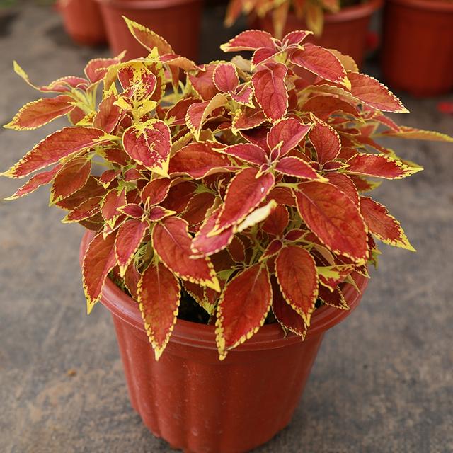 观叶植物 观叶植物（十种室内最好养的植物盆栽） 生活