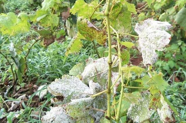 白粉虱很难打，这种情况不要怕，只要用对药虫卵能双杀3