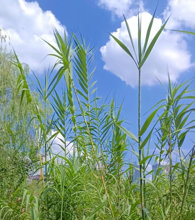 嘉兴河卵石制砂机哪种好