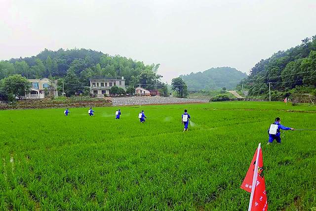 有种农药在作物各生长阶段使用，喷上当天见效，7天能恢复生长8