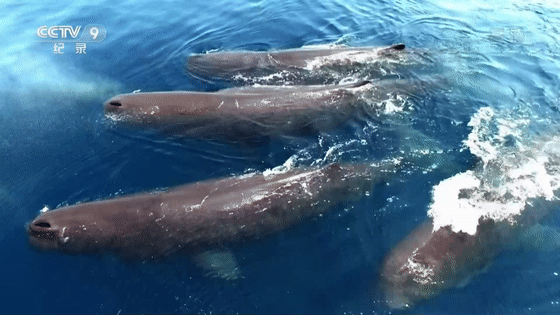 16部超赞自然纪录片，让孩子足不出户看到地球的“真实面目”！