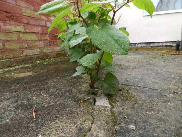 这种杂草，威胁大，是入侵植物！房前屋后见到，必须铲除4