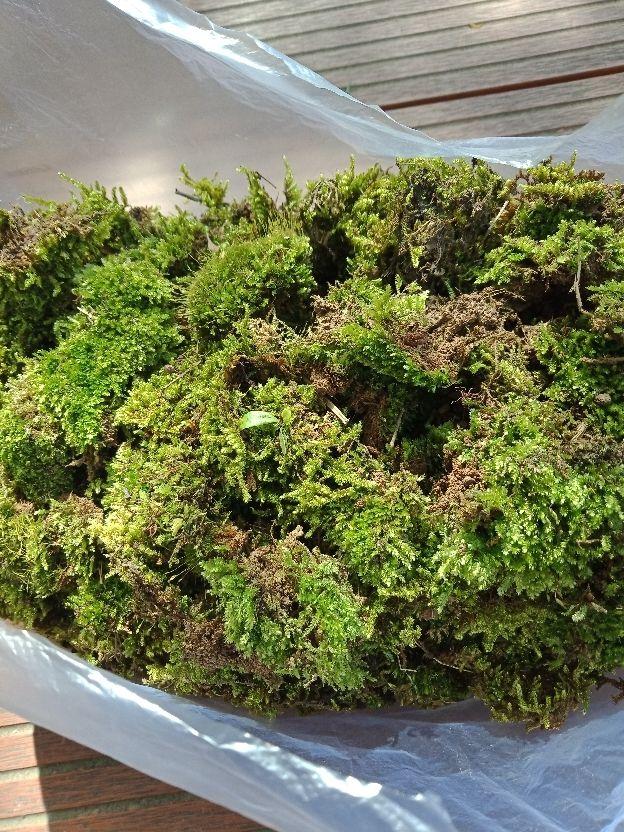苔藓 苔藓（苔藓植物） 生活