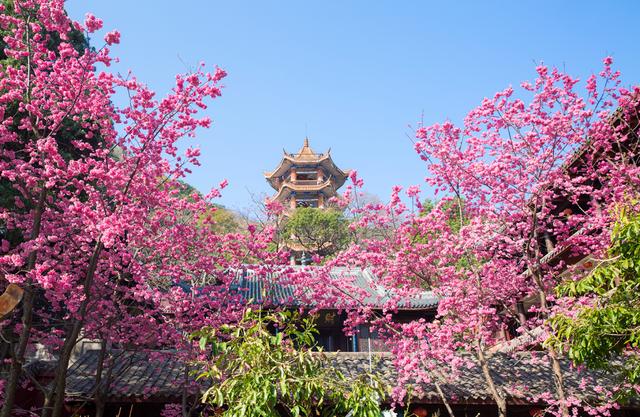 樱花图片