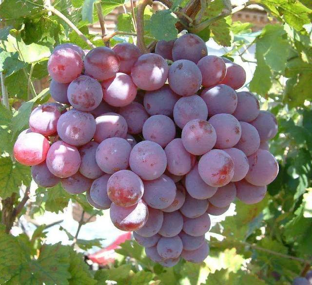 蜜光葡萄种植技术视频 粒大又有玫瑰香味的蜜光葡萄,竟有这么多缺点?