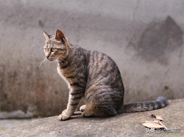 狸花猫（狸花猫和虎斑猫对比照）