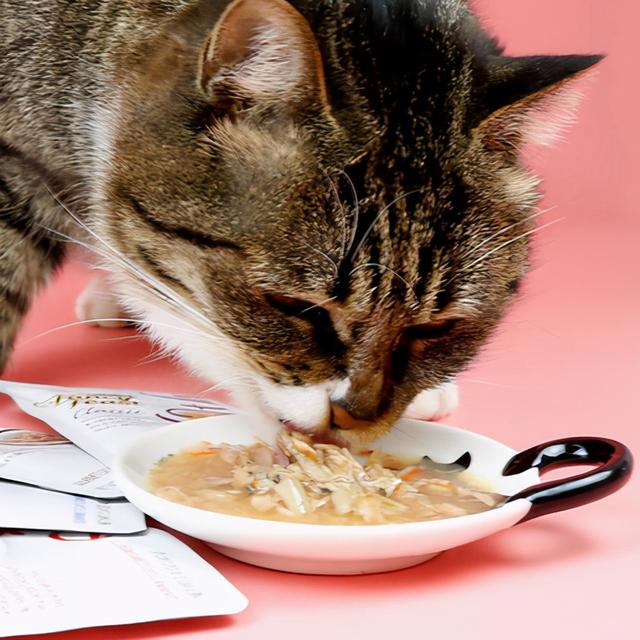 宠物猫肠胃不好吃什么食物（猫咪流质食物食谱大全）