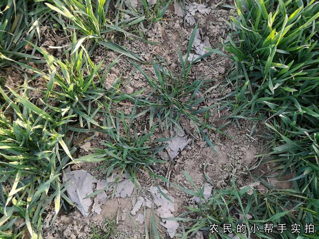 种植小麦，除草剂打完5小时后出现降雨，需要打第二遍吗？3