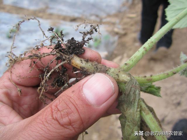 西葫芦茎基部腐烂，这是什么病？切忌用大水漫灌2