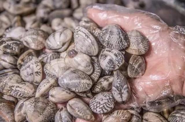 花蛤為什么不張口？買的花蛤怎么不張嘴，此文寫的精彩