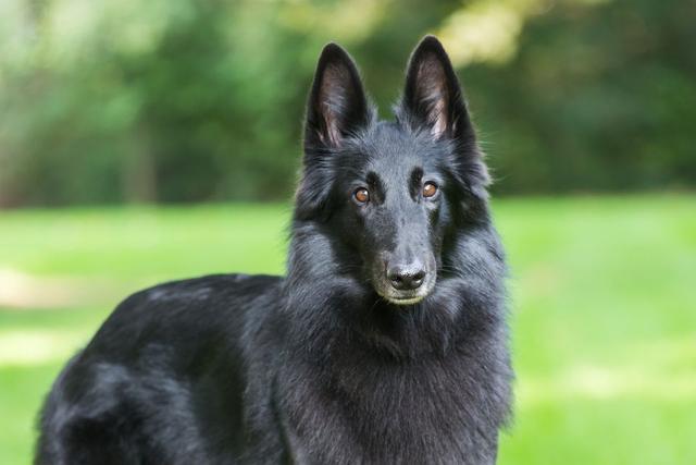 比利时黑色牧羊犬 比利时黑色牧羊犬（比利时黑色印样） 动物