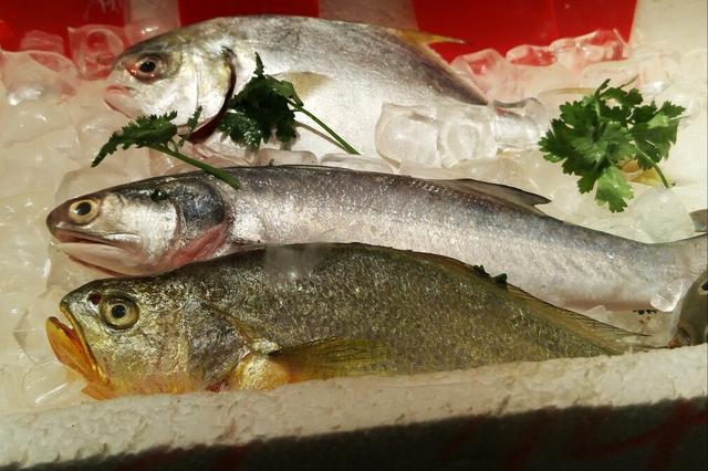 黑色的海鱼有哪些「黑色的海鱼有哪些品种图片」