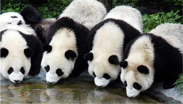 大熊猫资料（大熊猫资料视频）