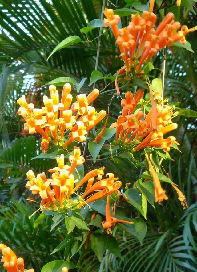 花草图片 花草图片（花草图片高清） 生活