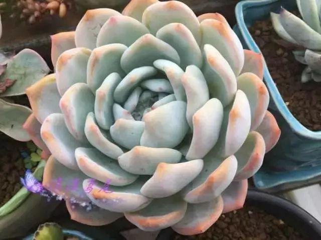 多肉植物图谱 多肉植物图谱