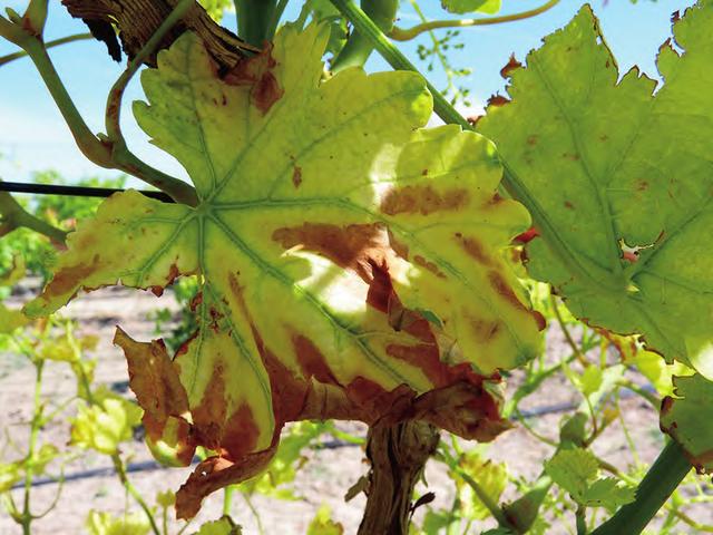 引起葡萄缺铁的成因是什么?-农资百科网