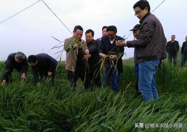 甲维盐和阿维菌素哪个杀虫效果更好？同样的药物价格、效果差在哪5