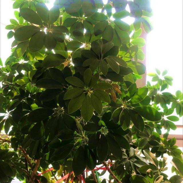 绿宝树