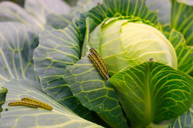 比吡虫啉强10倍，菜青虫、钻心虫前打后落，白菜打完，一季无虫眼3