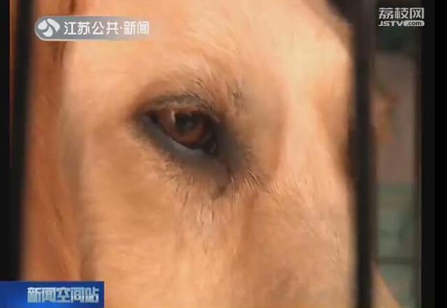 金毛猎犬价格