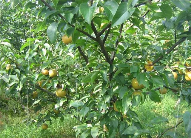多效唑在樱桃葡萄和梨树上的使用方法