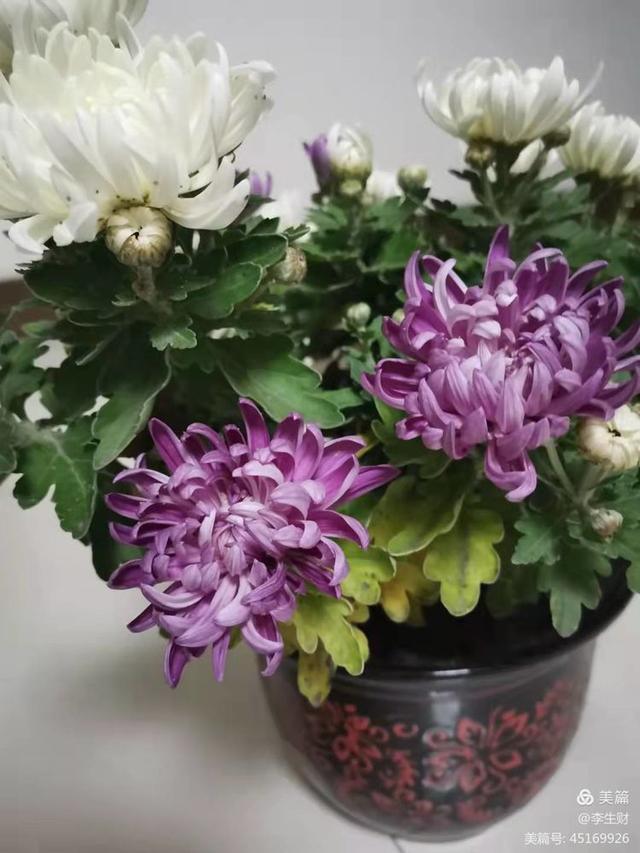文章图片44