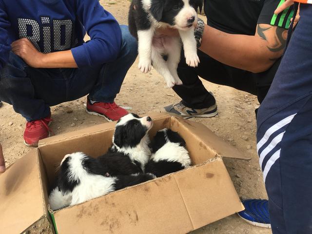 边境牧羊犬售价 边境牧羊犬售价（边境牧羊犬寿命） 动物