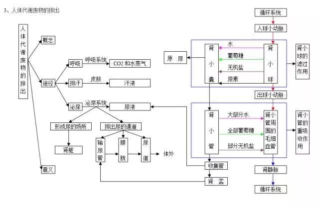 初中各科思维导图全汇总（语文、数学、地理、历史、化学、生物）