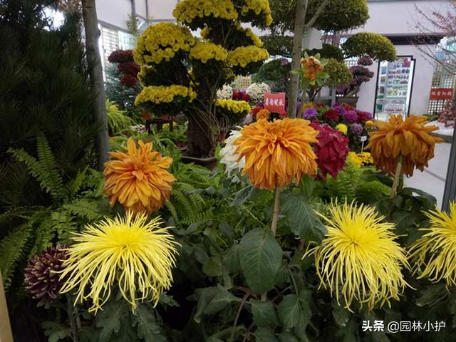 杜鹃花语