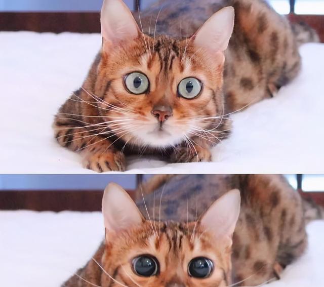 猫猫美丽的瞳孔一睁开 就进入了无敌可爱的销售模式 全网搜