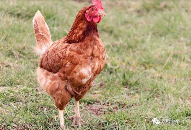 鸡皮肤是不是缺锌