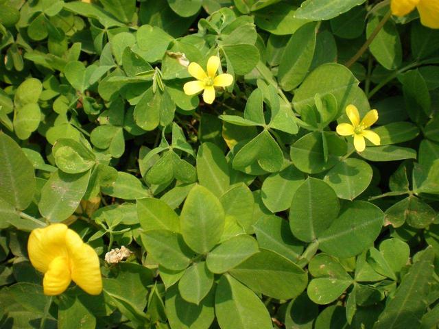 花生种植技术