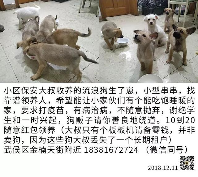 成都宠物猫领养 成都宠物猫领养（免费领养猫咪） 动物