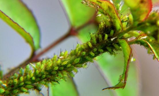 种植桃树怕蚜虫？教你5个小妙招，不用农药除蚜虫，学起来4