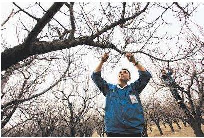 东北地区杏树李树促花保果技术3