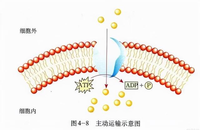载体蛋白和通道蛋白的区别载体蛋白与通道蛋白
