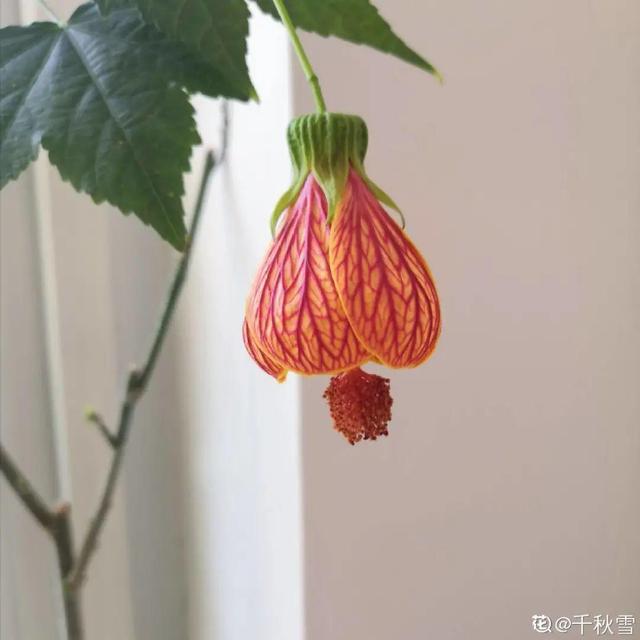 金铃花