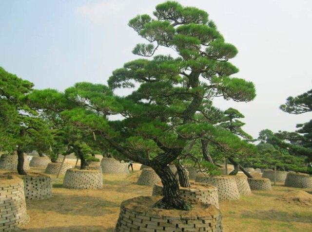 龙柏盆景