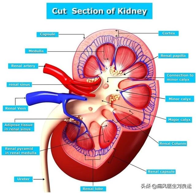 生化egfr检查什么意思