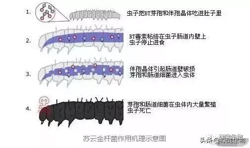 苏云金杆菌的优点及防治对象和使用方法1