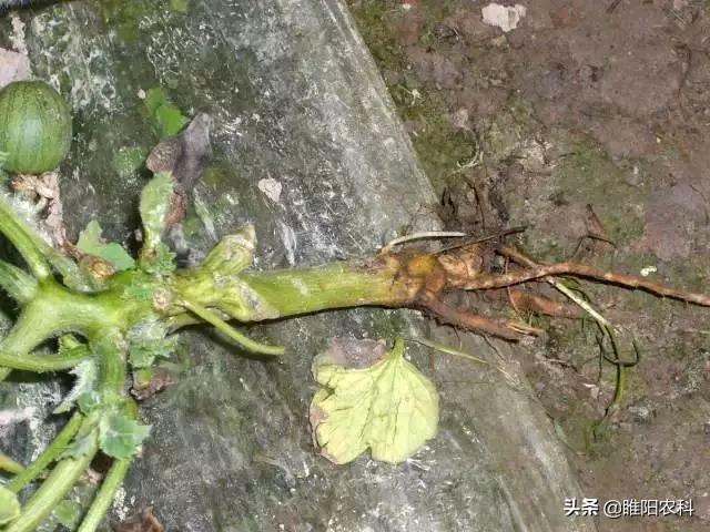 这个药才是防治死苗、烂根等最好的杀菌剂